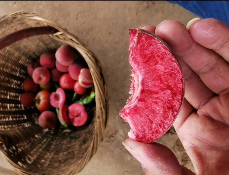 血桃苗中桃25血桃红皮红肉血桃树苗血桃苗批发基地保证