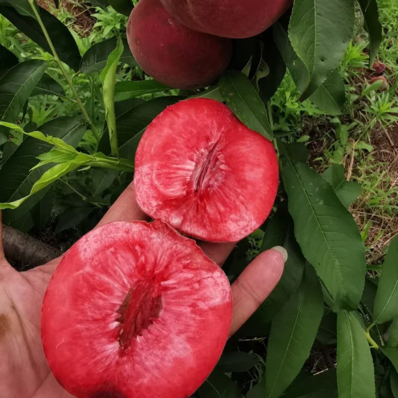 血桃苗中桃25血桃红皮红肉血桃树苗血桃苗批发基地保证