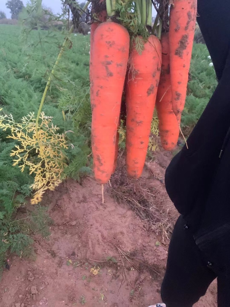 精品秧苗货，红萝卜，需要的速度下单，价格高