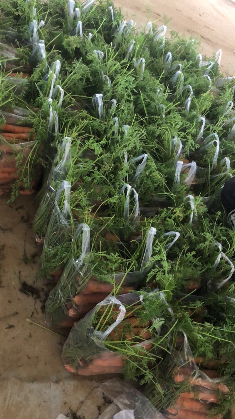 精品秧苗货，红萝卜，需要的速度下单，价格高