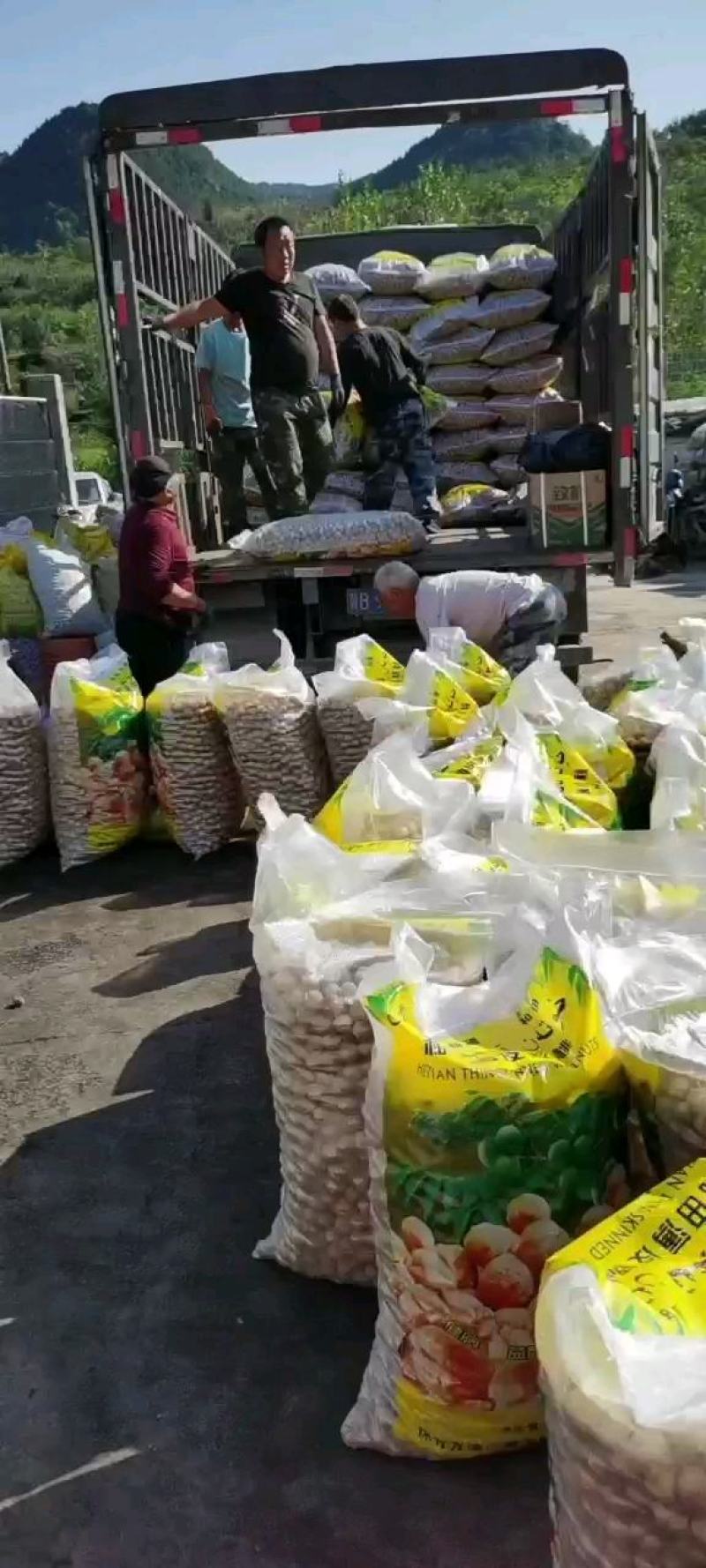 唐山老品种核桃内质好价格便宜产地一手货源小果两块多
