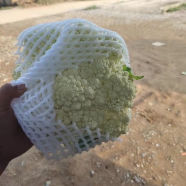 精品松花菜，大量上市需要的老板抓紧时间下单