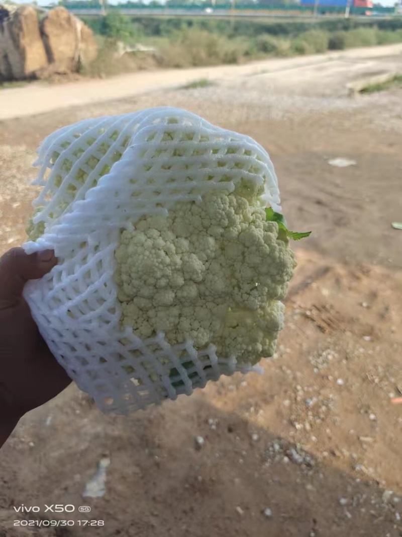 精品松花菜，大量上市需要的老板抓紧时间下单