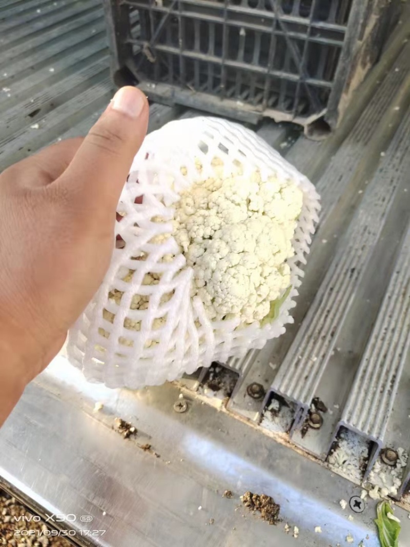 精品松花菜，大量上市需要的老板抓紧时间下单