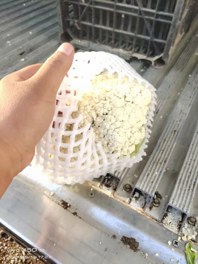 精品松花菜，大量上市需要的老板抓紧时间下单