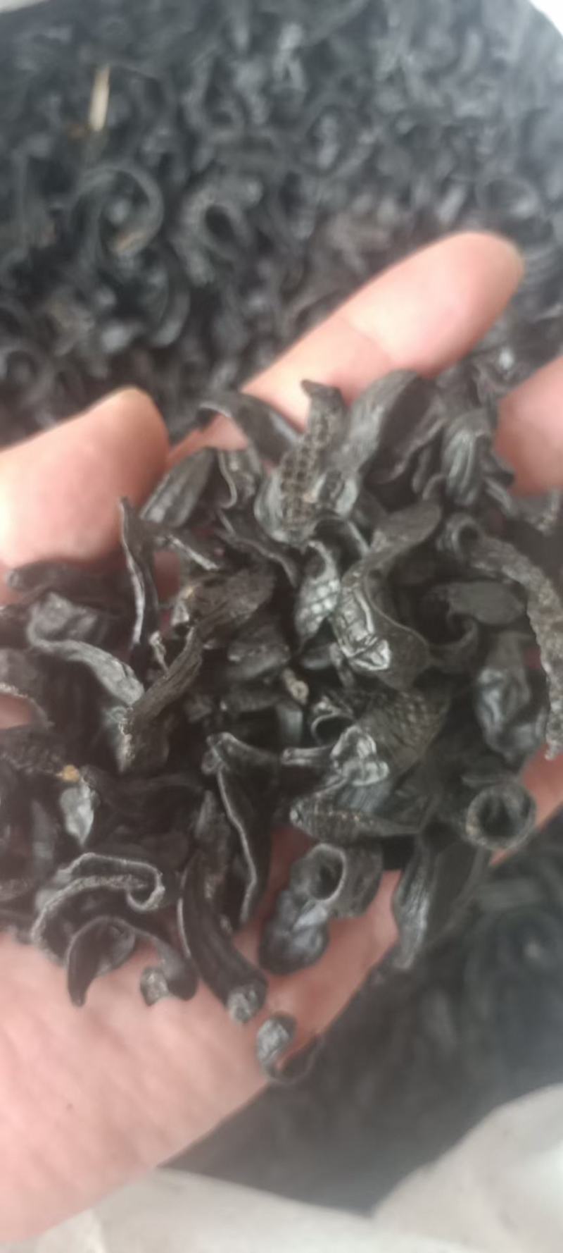 水蛭干货黑条水蛭常年经营各种中药材