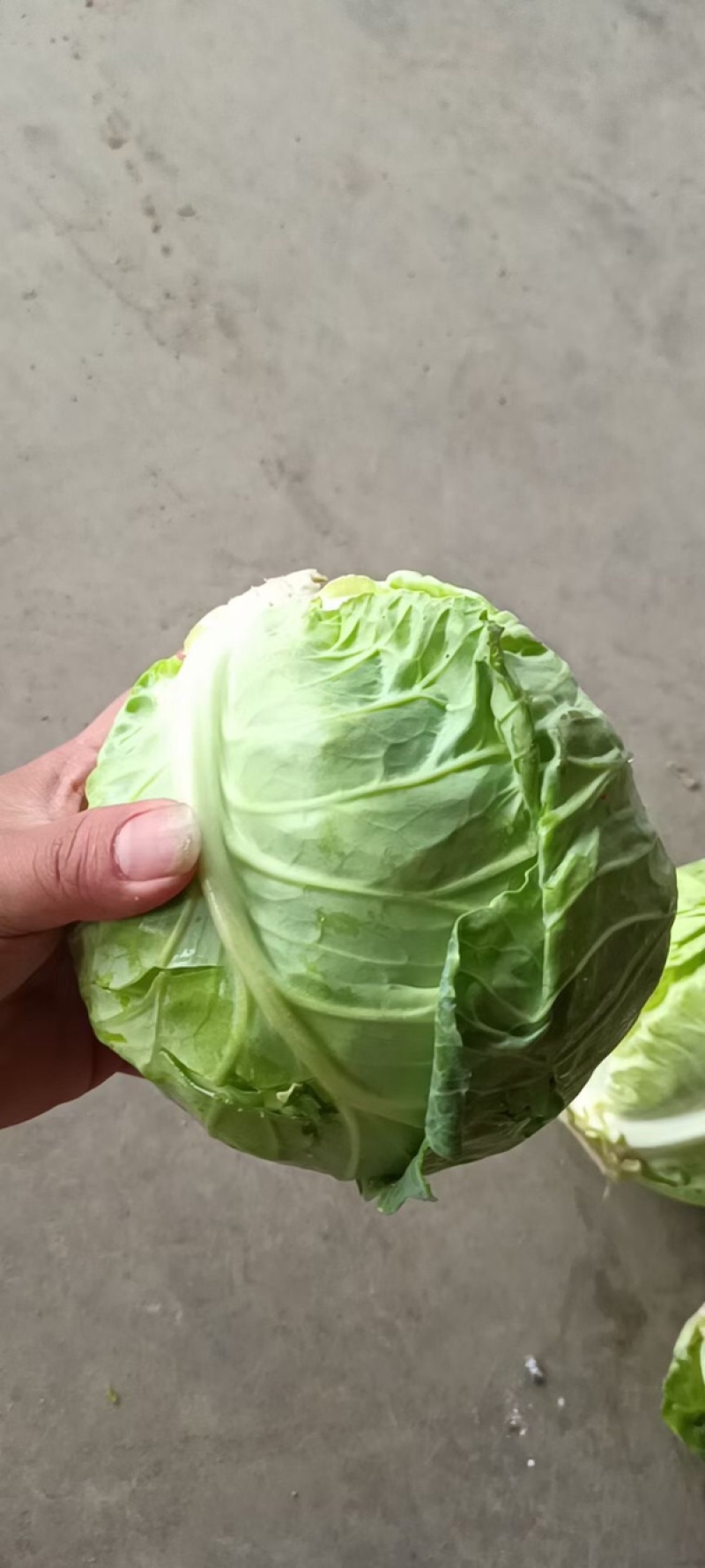 精品甘蓝上市价格很高