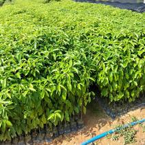 香樟袋苗，大量供应小叶香樟苗造林绿化树苗