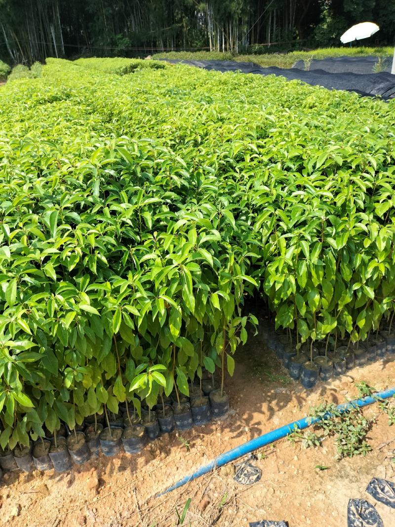 香樟袋苗，大量供应小叶香樟苗造林绿化树苗