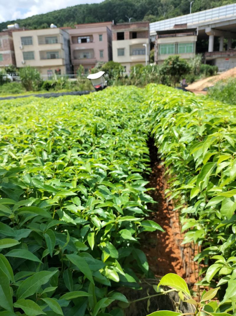 香樟袋苗，大量供应小叶香樟苗造林绿化树苗
