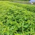 香樟袋苗，大量供应小叶香樟苗造林绿化树苗