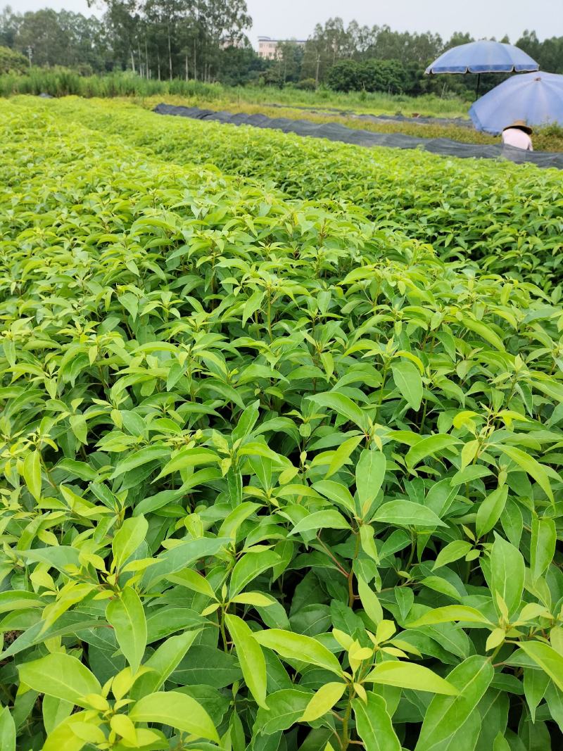 香樟袋苗，大量供应小叶香樟苗造林绿化树苗