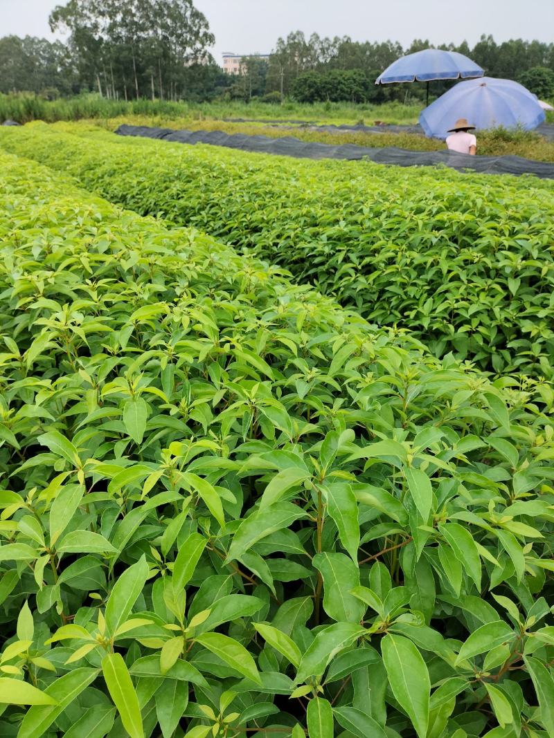 香樟袋苗，大量供应小叶香樟苗造林绿化树苗