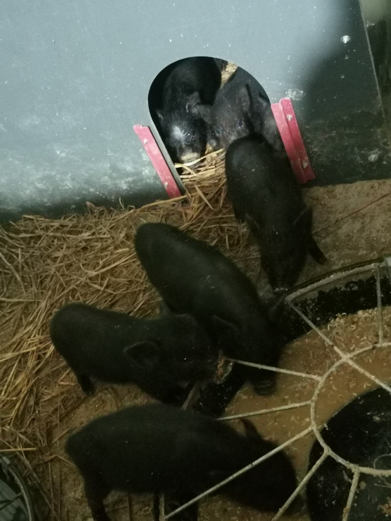 版纳小耳朵猪