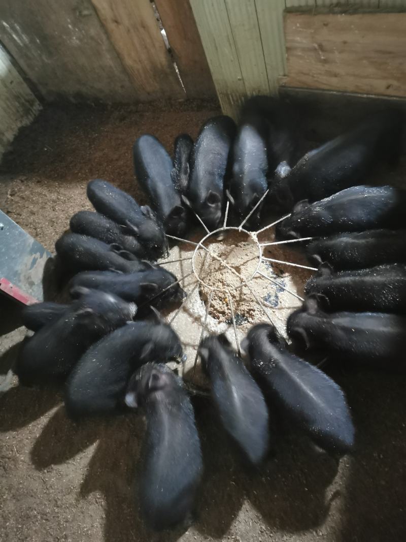 版纳小耳朵猪