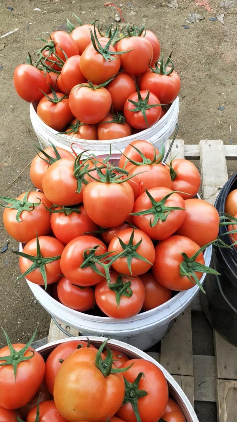 山东西红柿大红西红柿硬粉西红柿大量上市产地直供