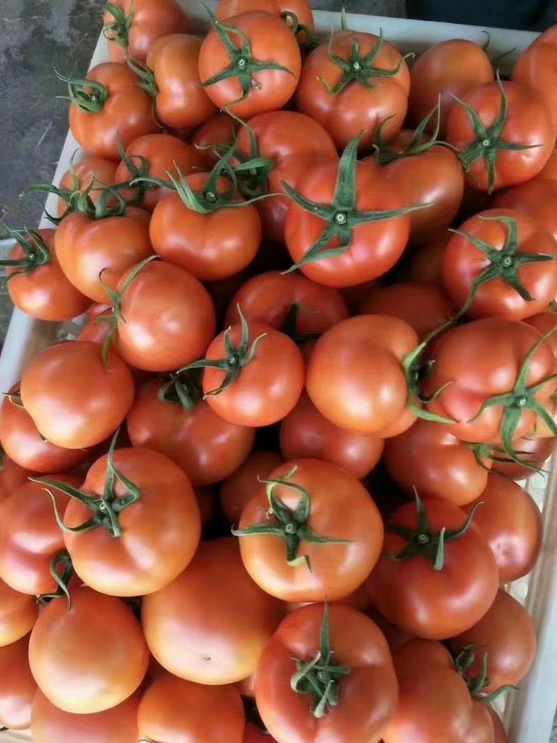 山东西红柿大红西红柿硬粉西红柿大量上市产地直供