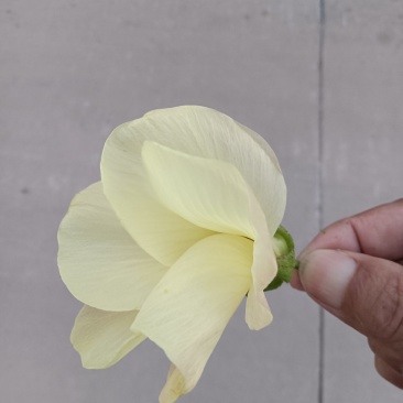 黄薥蔡干花