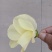 黄薥蔡干花