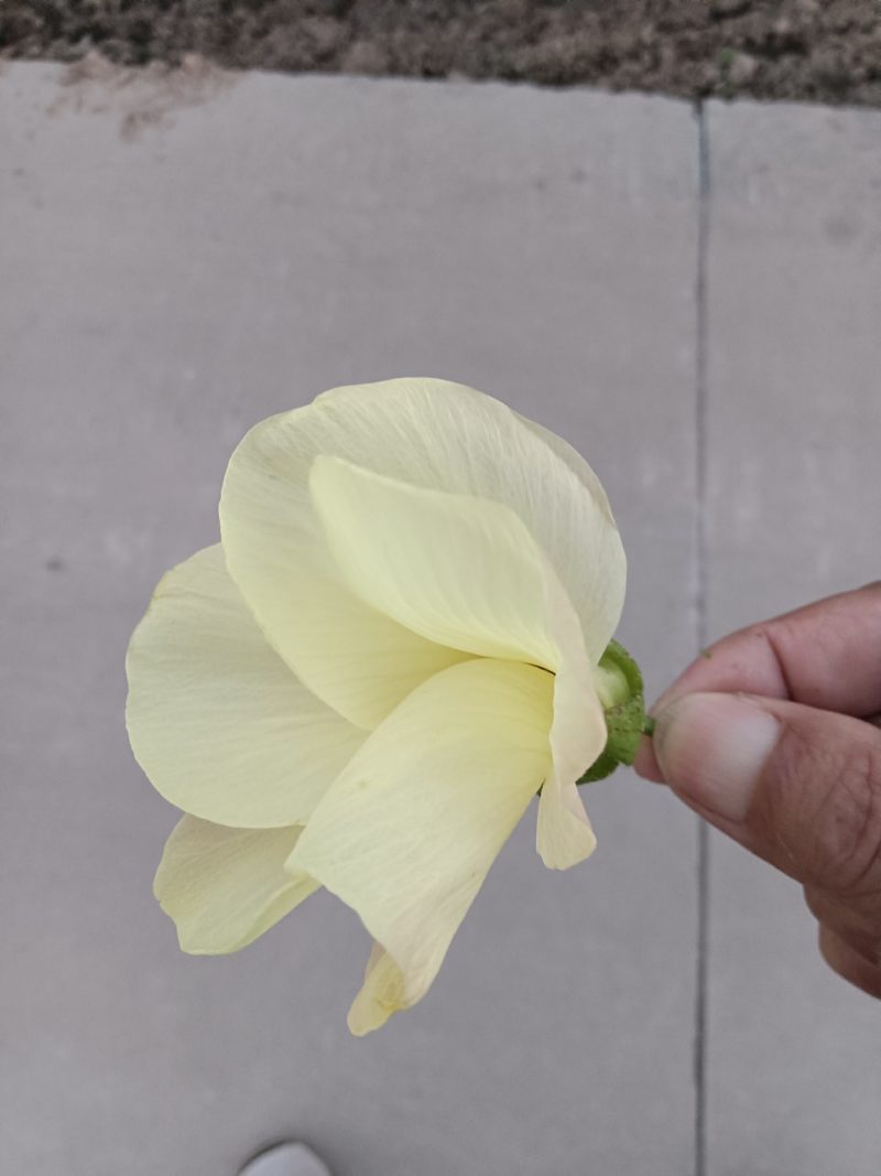 黄薥蔡干花