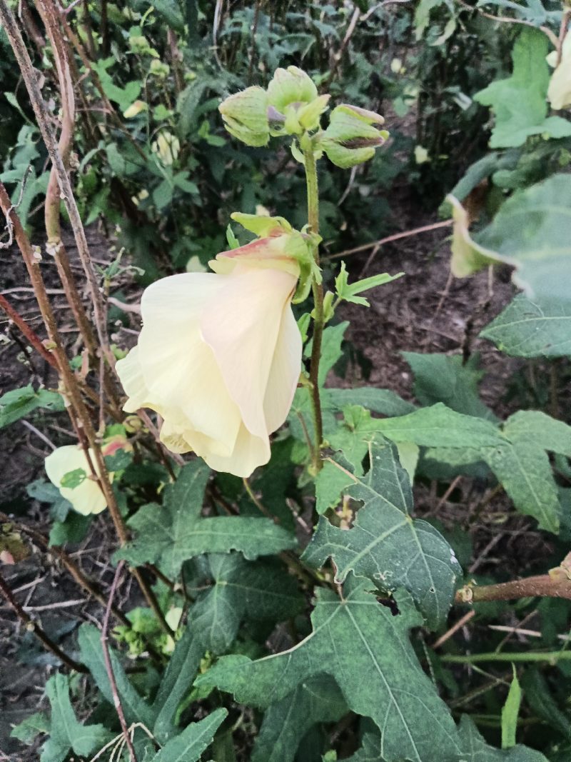 黄薥蔡干花