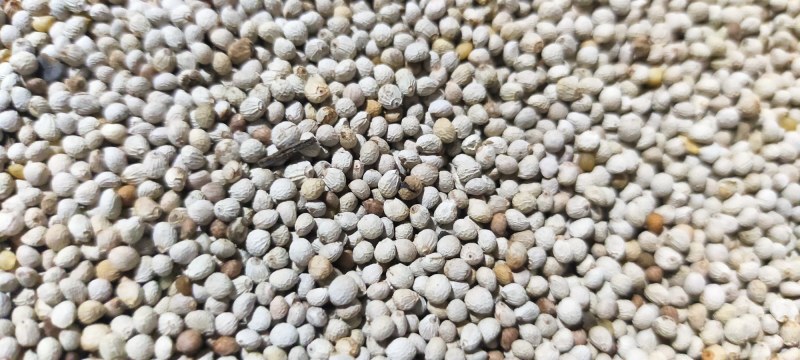 黑龙江白苏子产新了