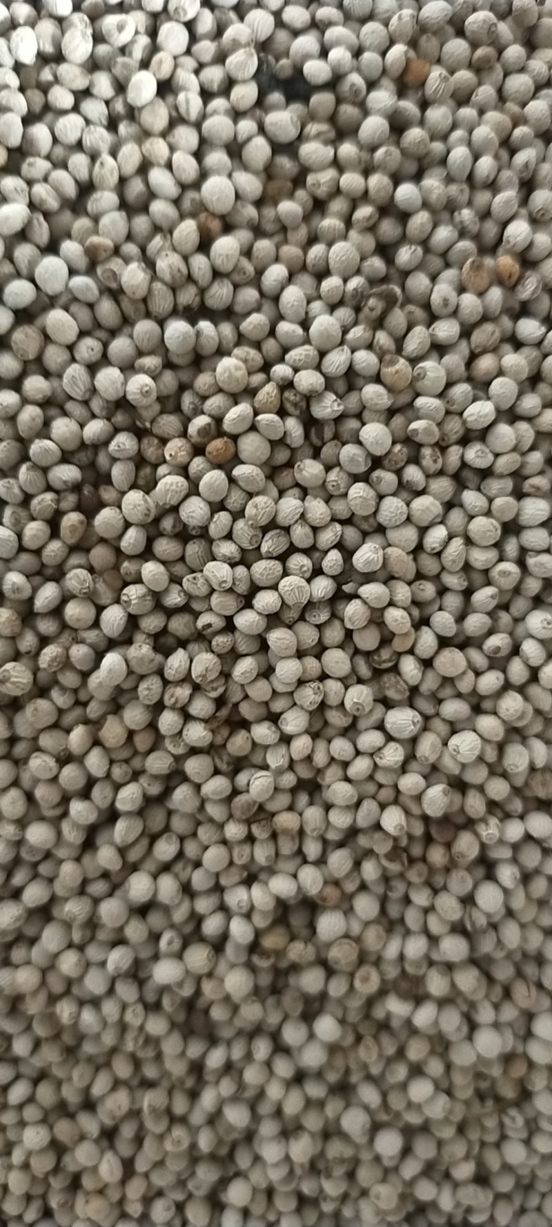 黑龙江白苏子产新了