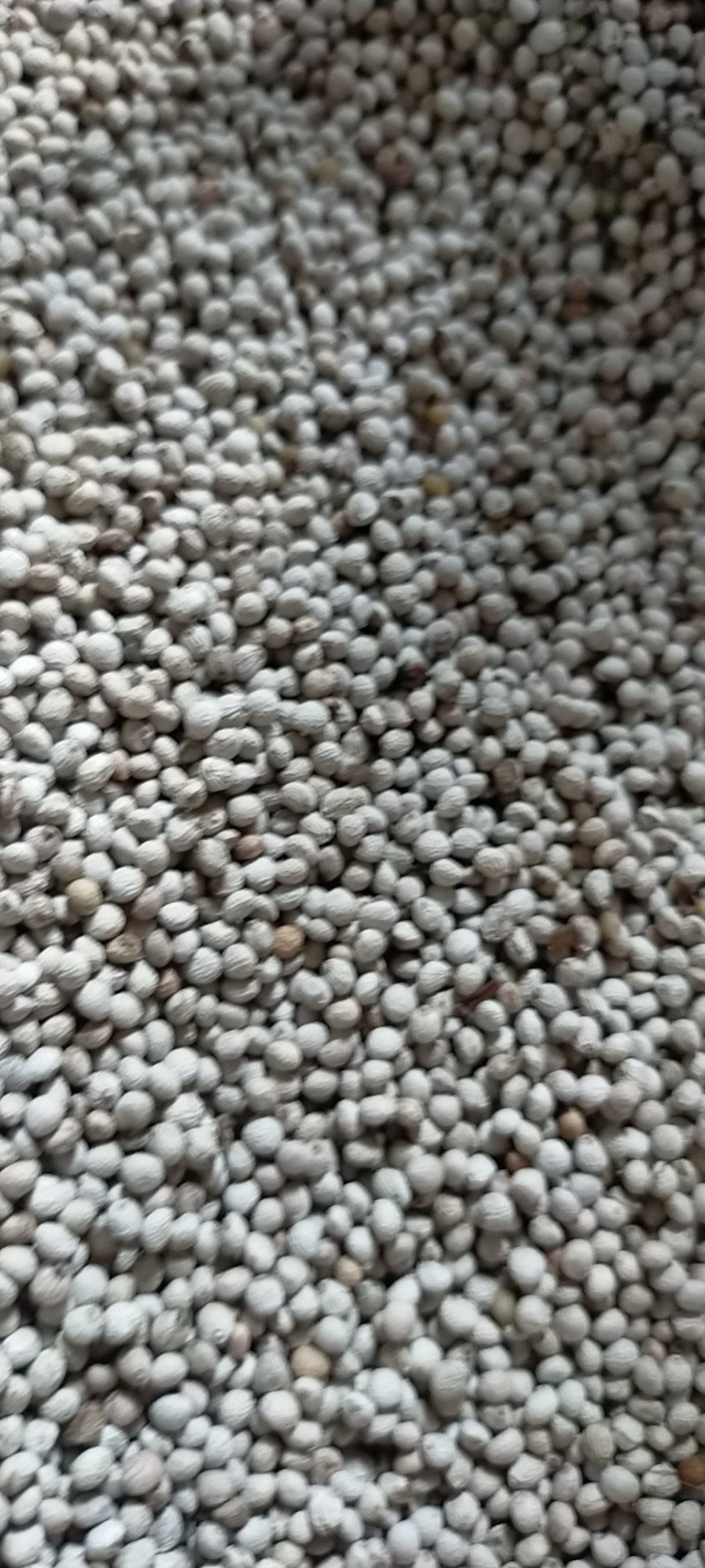 黑龙江白苏子产新了