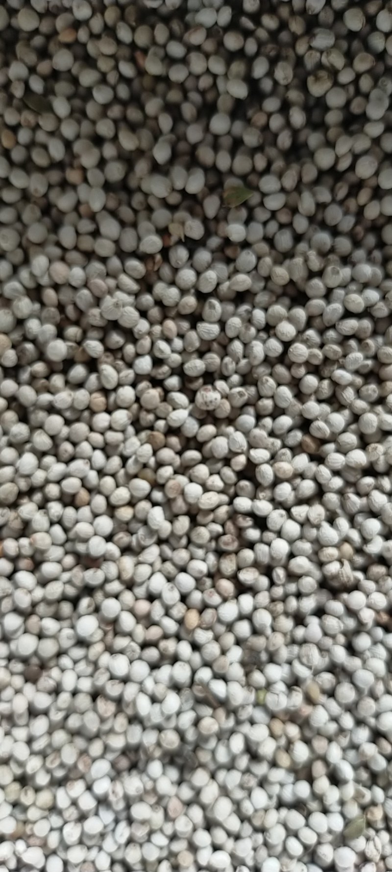 黑龙江白苏子产新了