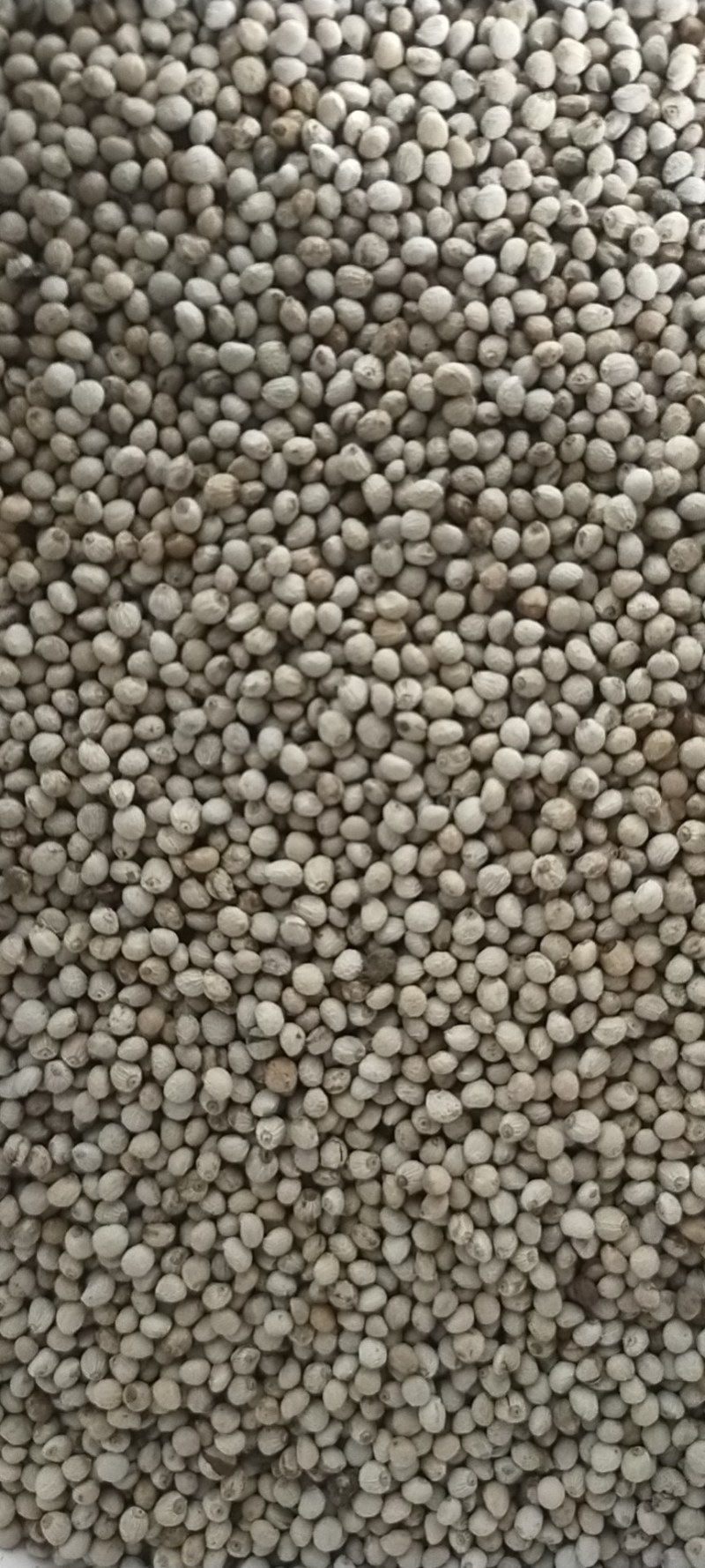 黑龙江白苏子产新了
