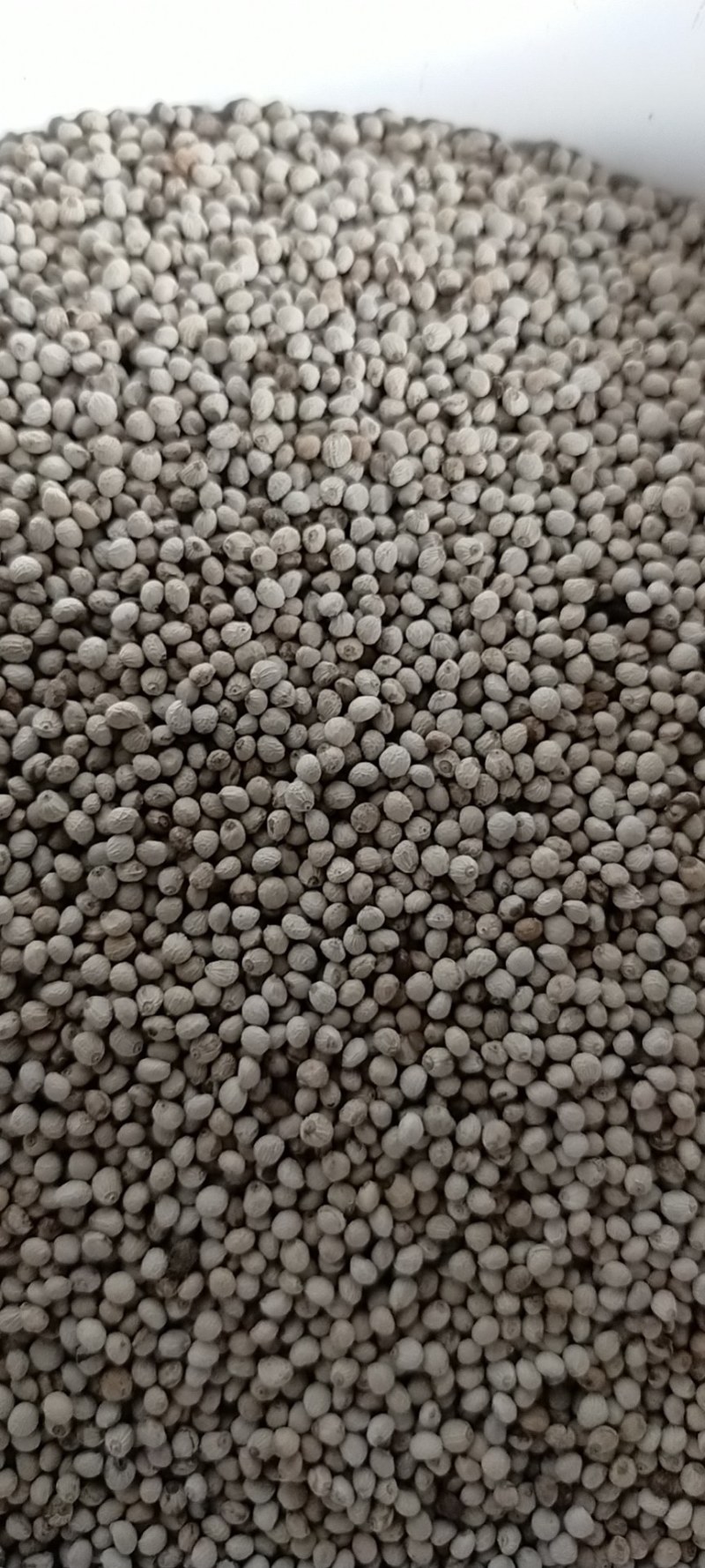 黑龙江白苏子产新了