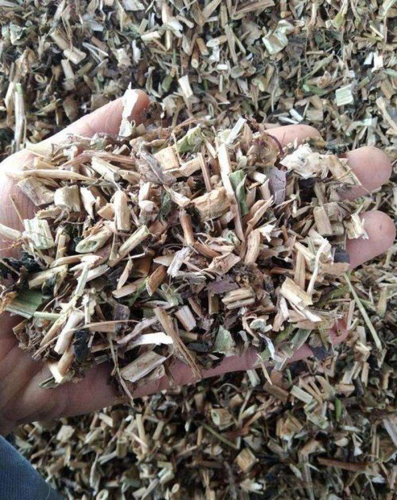 龙葵，龙葵草野生新货片质量保证，经营各种中药材！