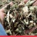 龙葵，龙葵草野生新货片质量保证，经营各种中药材！