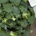 山东优质西兰花日照莒县西兰花基地直发量大从优