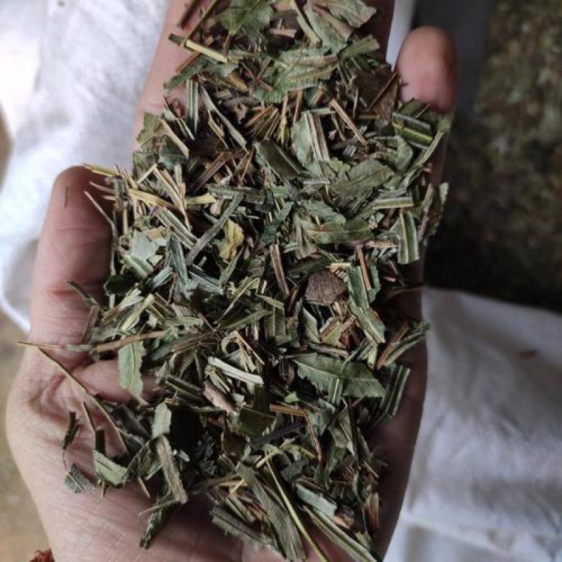 凤尾草，正品野生凤尾草质量保证经营各种中药材欢迎咨询购买