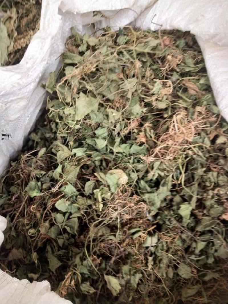 积雪草，雷公根，马蹄草片个野生新货质量保证，欢迎咨询选购