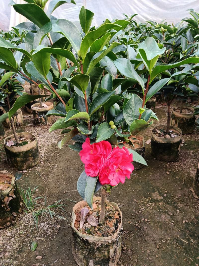 夏日七心茶花四季开花