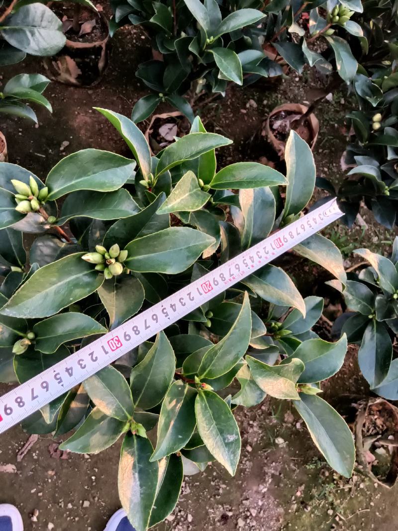 夏日七心茶花四季开花
