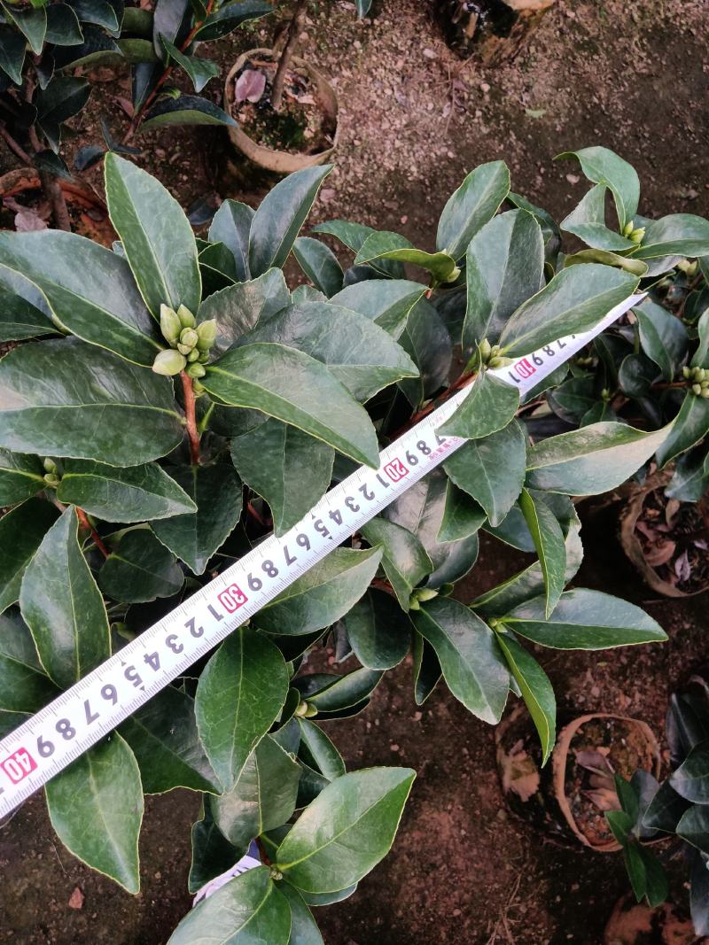 夏日七心茶花四季开花