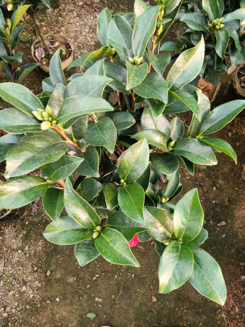 夏日七心茶花四季开花