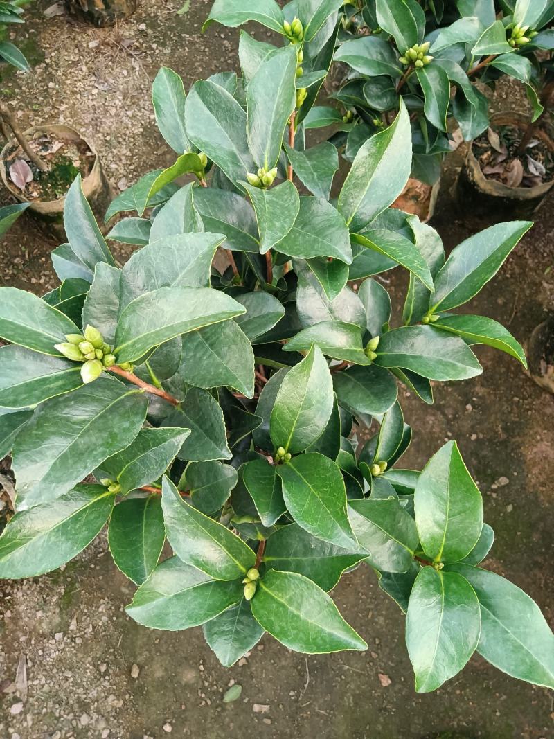 夏日七心茶花四季开花