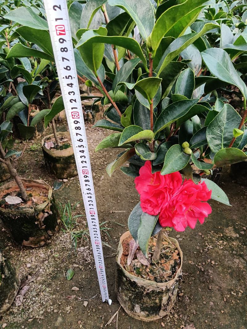 夏日七心茶花四季开花