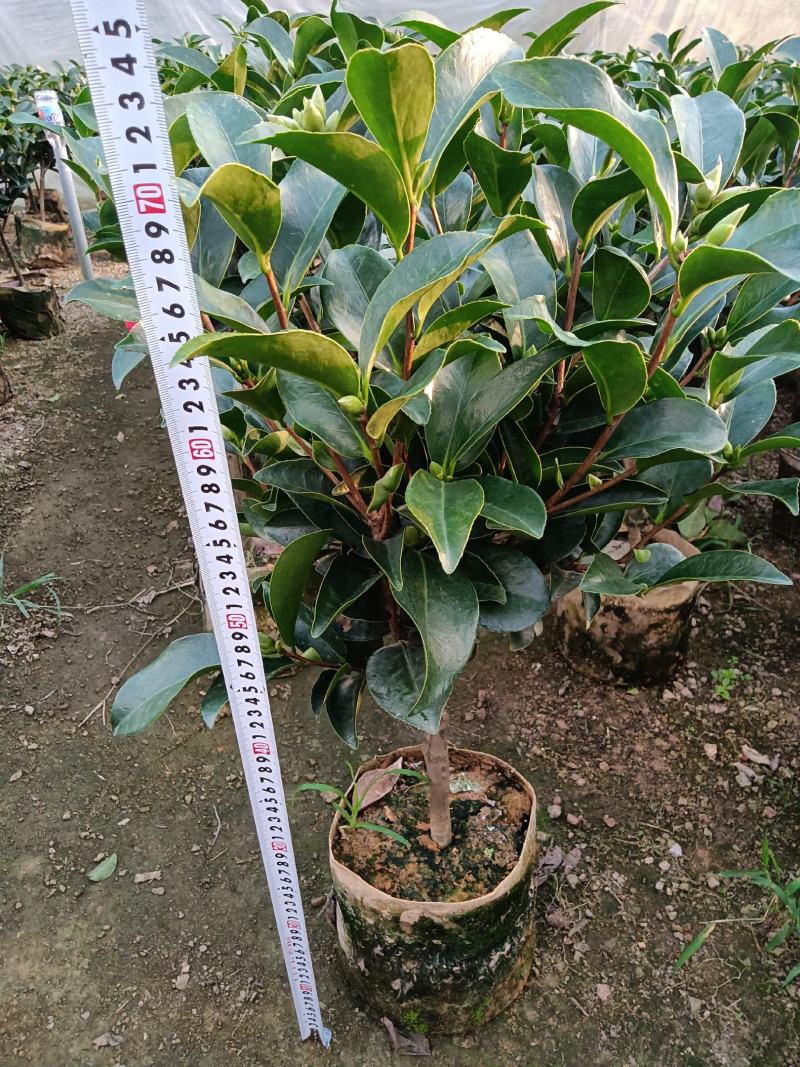 夏日七心茶花四季开花