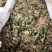 积雪草，雷公根，马蹄草片个野生新货质量保证，欢迎咨询选购
