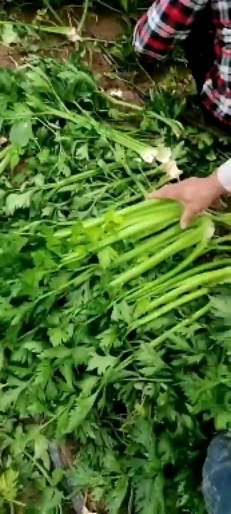 周口芹菜，西芹大/中/小/颗大量供应，视频看货，诚信经营