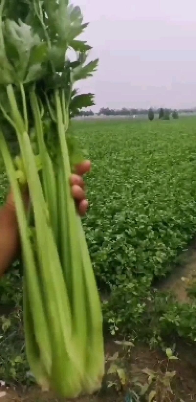 周口芹菜，西芹大/中/小/颗大量供应，视频看货，诚信经营