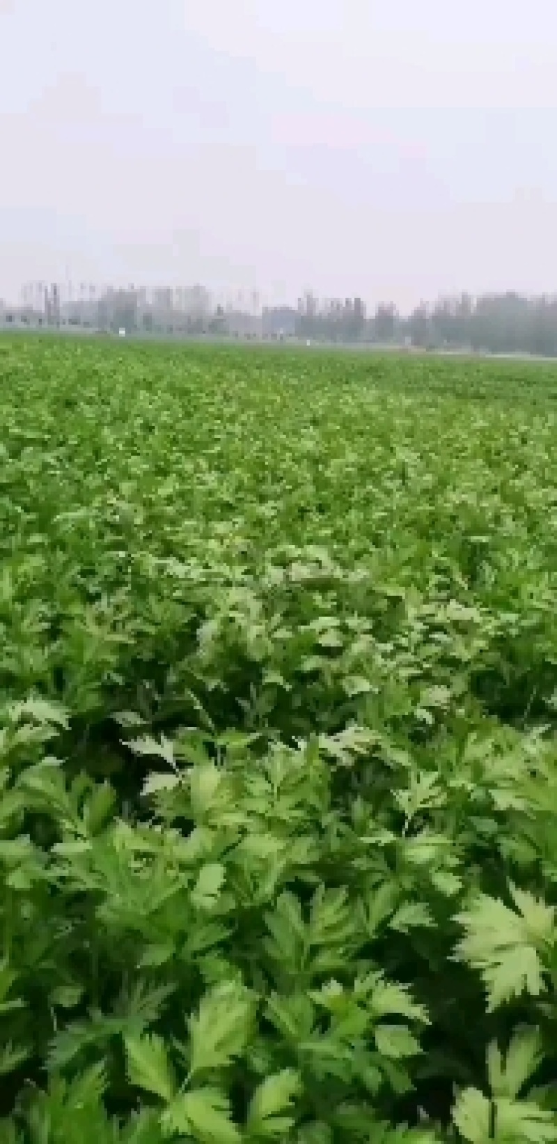 周口芹菜，西芹大/中/小/颗大量供应，视频看货，诚信经营