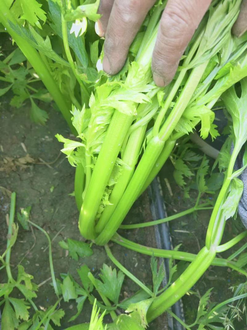 周口芹菜，西芹大/中/小/颗大量供应，视频看货，诚信经营