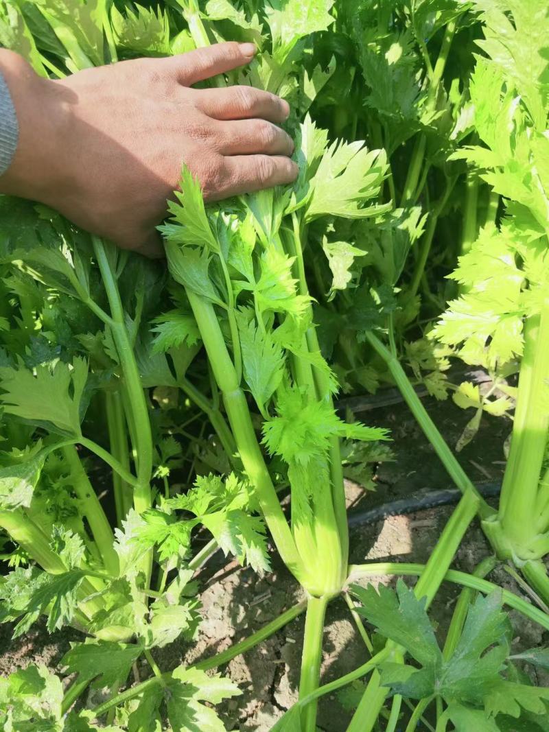周口芹菜，西芹大/中/小/颗大量供应，视频看货，诚信经营