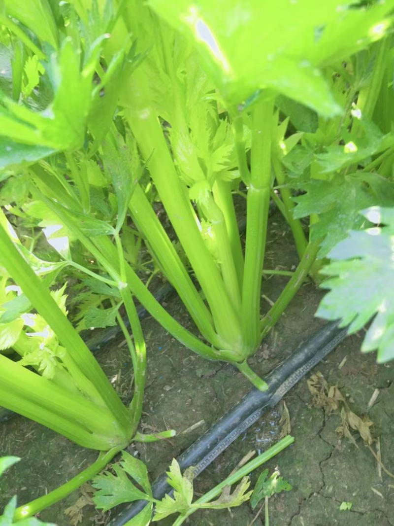 周口芹菜，西芹大/中/小/颗大量供应，视频看货，诚信经营
